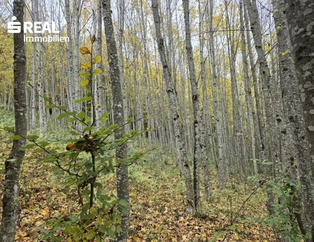 Mischwald zu verkaufen