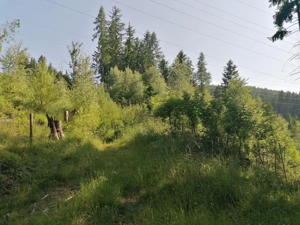 Wald in Steinhaus