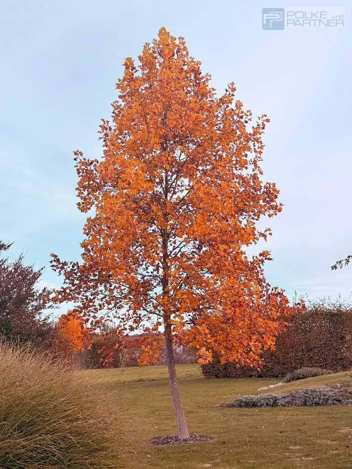 GARTENPARADIES   -  9.000 M² - 
LANDHAUS IN PARKLANDSCHAFT  
NUR 30 MINUTEN VON WIEN