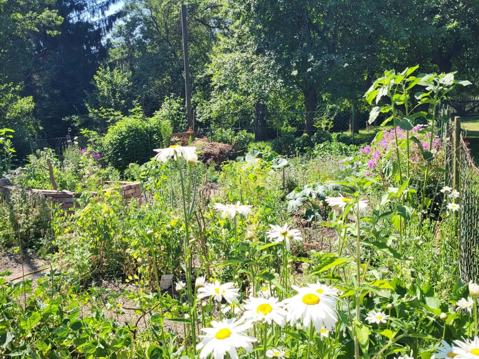 Kräuter, Gemüse u. Obstgarten (8)