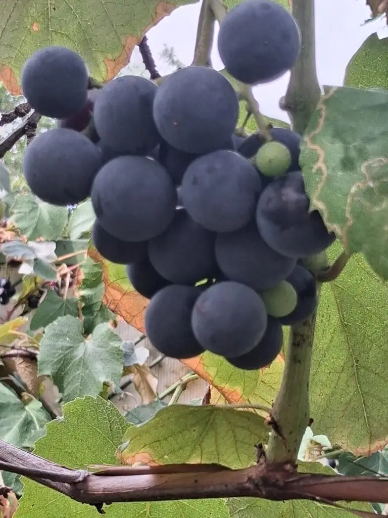 15 Trauben im Garten 7053 Hornstein