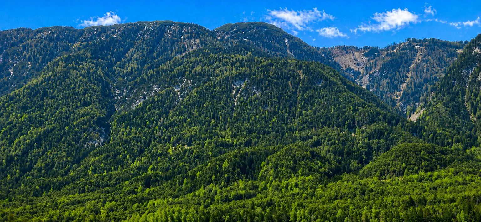 Wald