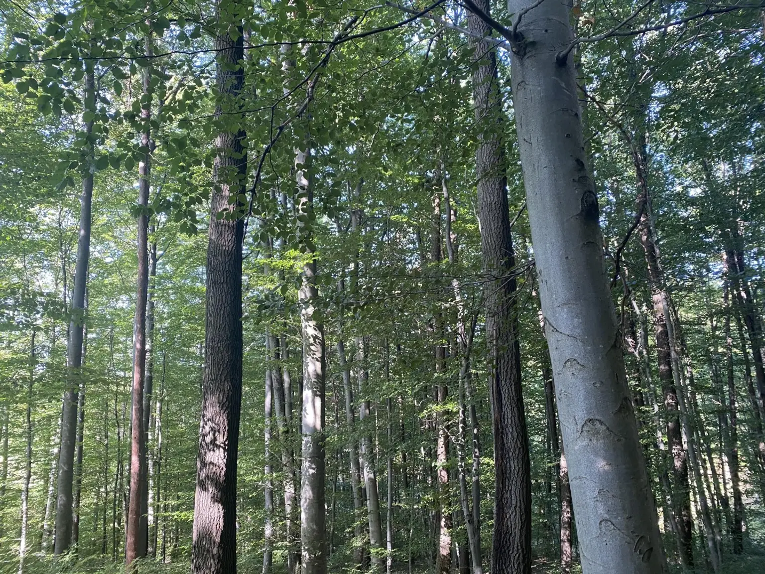 37 Wald