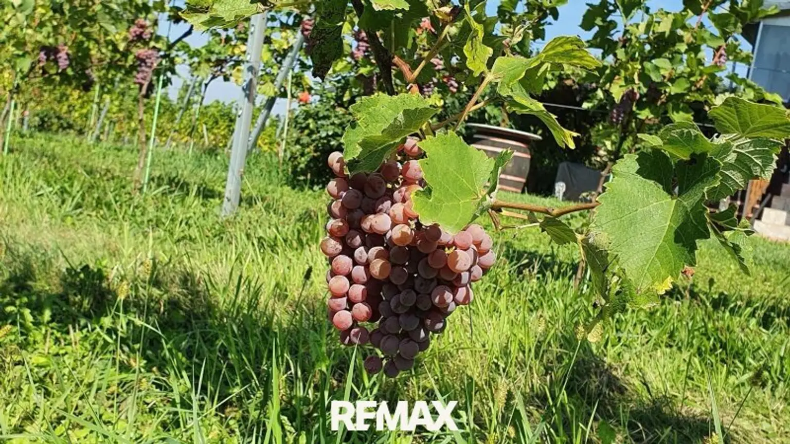 bald wird geerntet :)