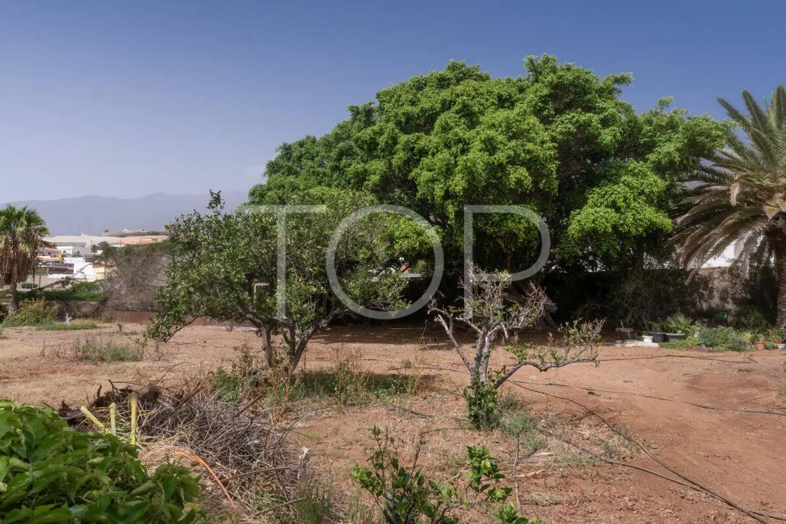 Finca-Candelaria38