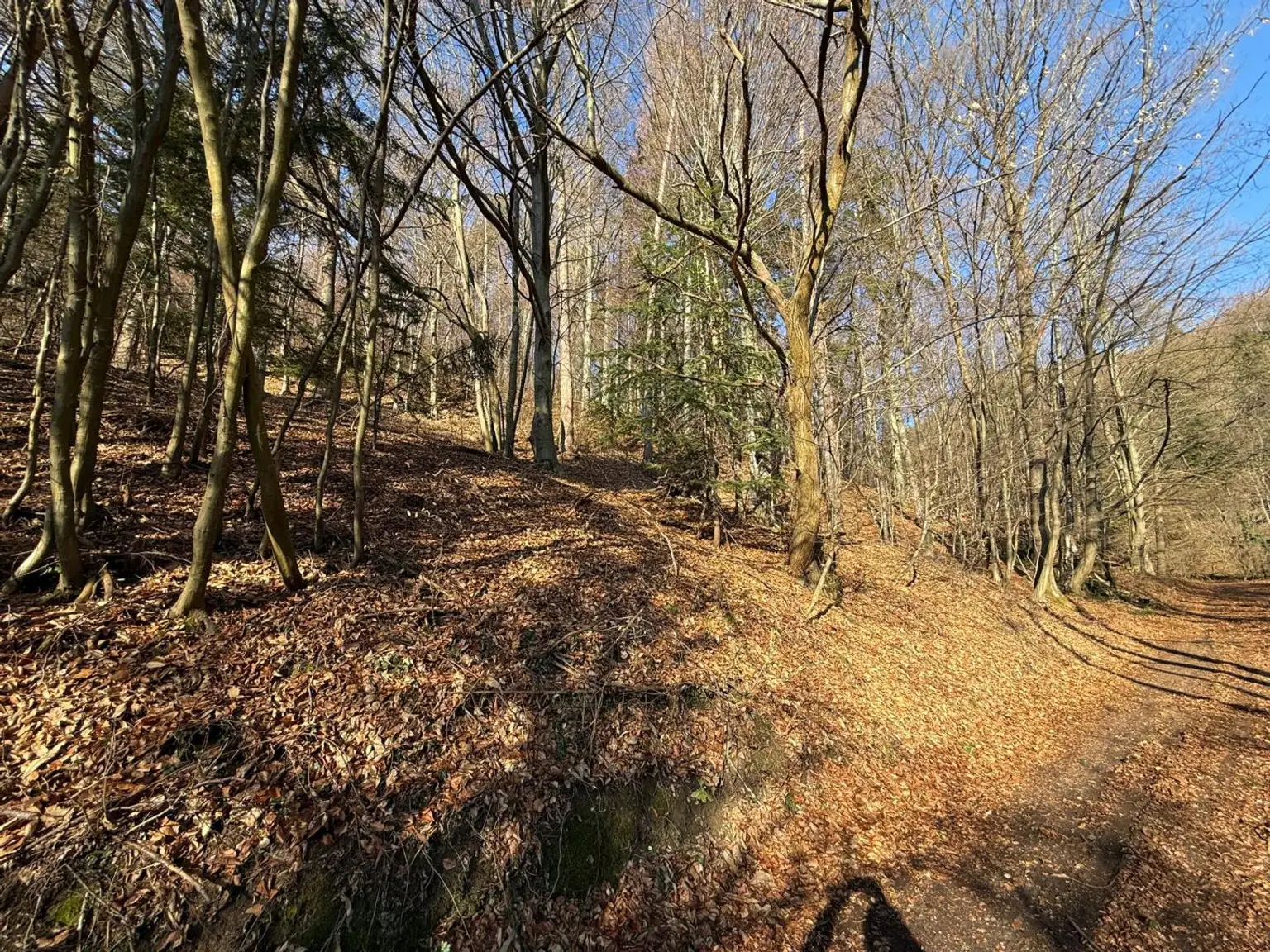 Wald