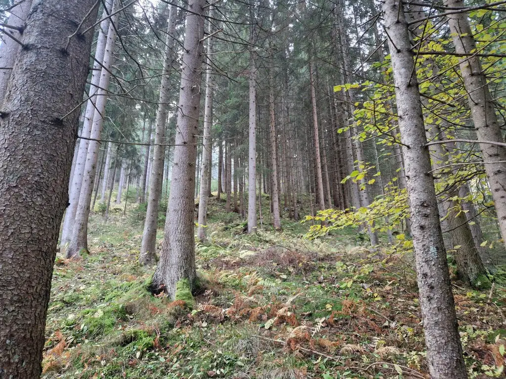 Zusammenhängende, ca. 2,35 ha große Waldfläche in Weitenbach bei Reichenfels im Lavanttal