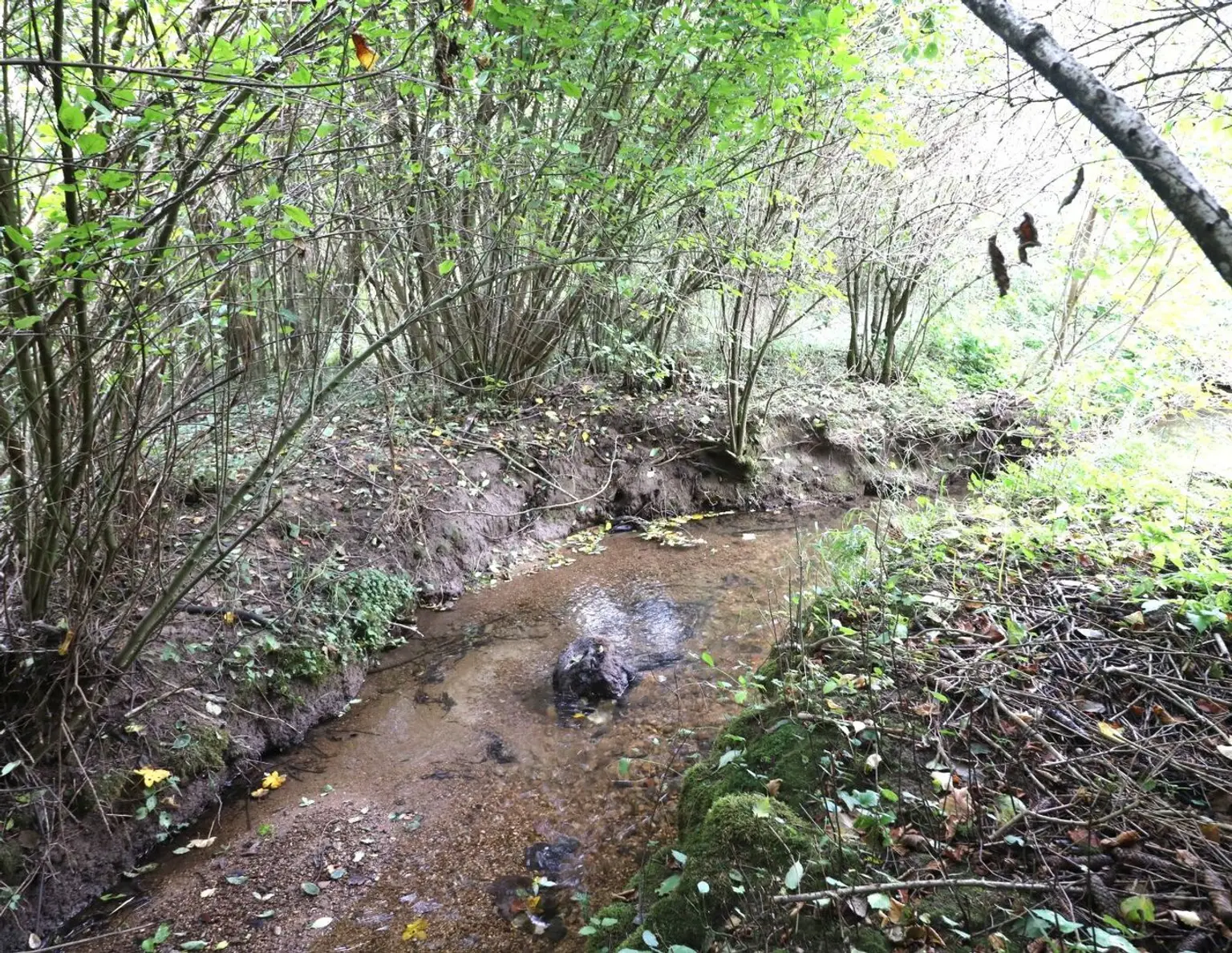 Baugrundstück in ruhiger Lage in Wolfern - kein Bauzwang, kein Bebauungsplan
