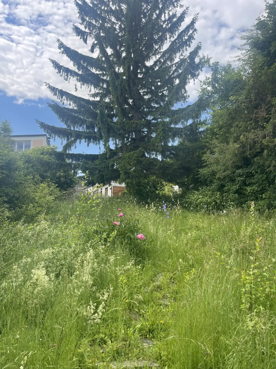 25 %  geschlossene Bauweise, Bauklasse II - keine Einschränkung auf Wohneinheiten