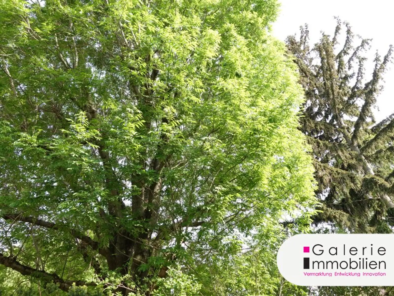 Grünblick von der Gartenterrasse