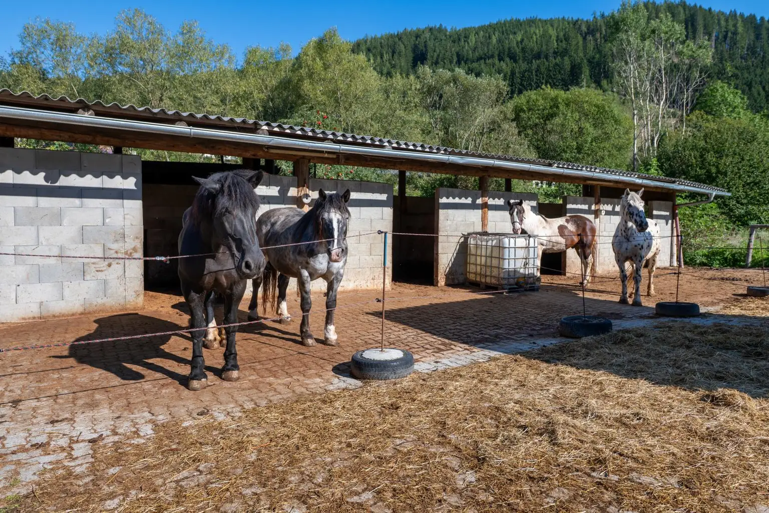 Pferdeboxen mit Paddock gepflastert