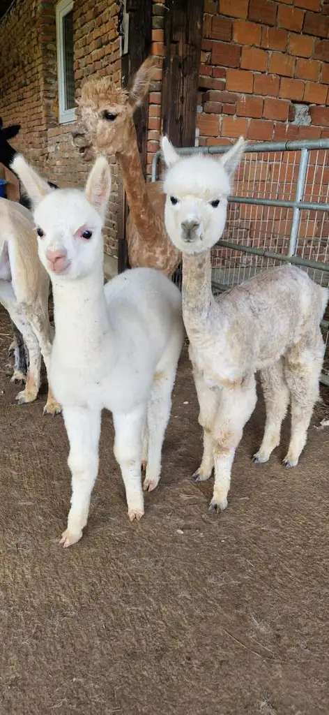 ALPAKAHOF MIT KOMPLETTEM VIEHBESTAND UND ZUBEHÖR ! Rarität! Bauernhof mit ca. 2,7 ha Weide!
