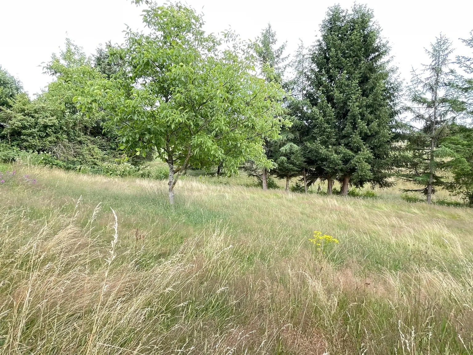 Ein Stück Freiheit im Grünen
Flachdach-Bungalow mit großem Grundstück
in Nonnweiler-Bierfeld !!!