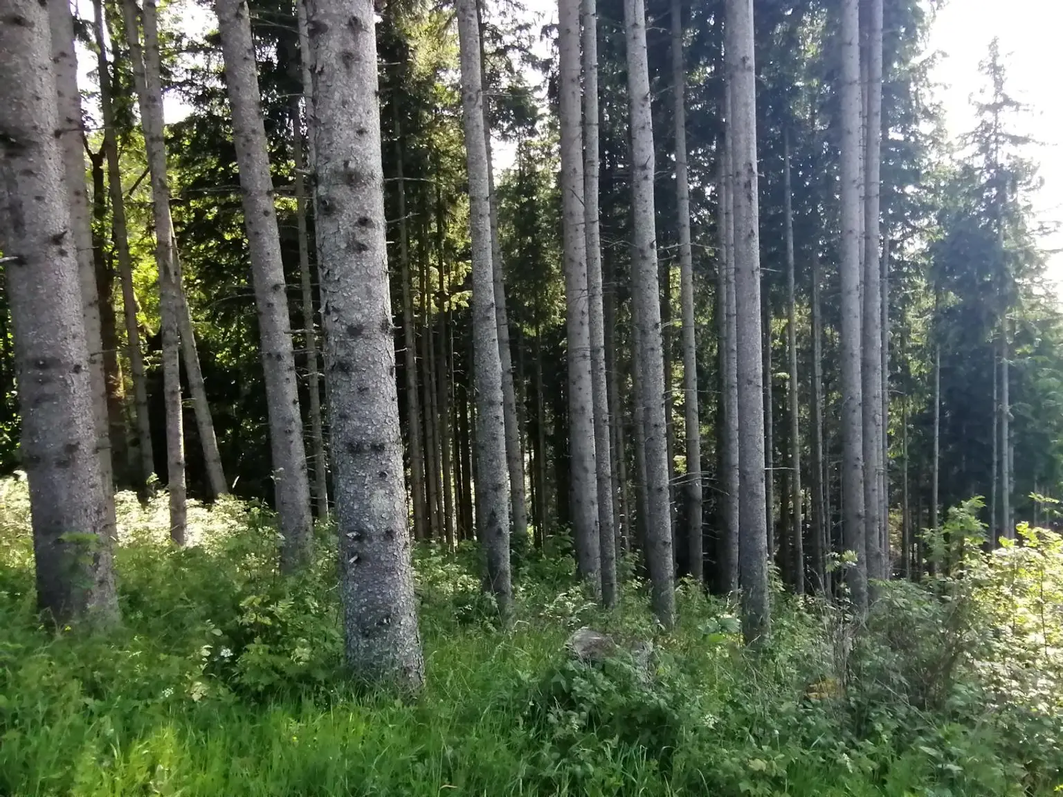 Wald in Steinhaus