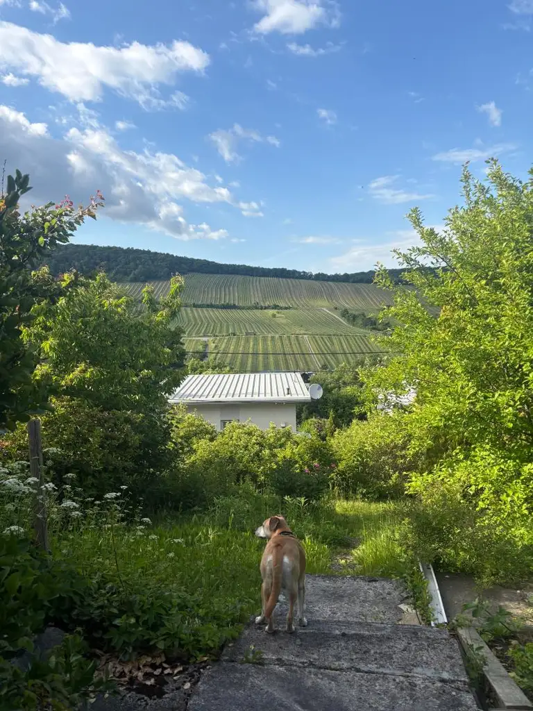 Kleingartenidylle mit Weinbergblick – nettes  Sommerhäuschen mit Potenzial für Neubau! Digitales Angebotsverfahren!