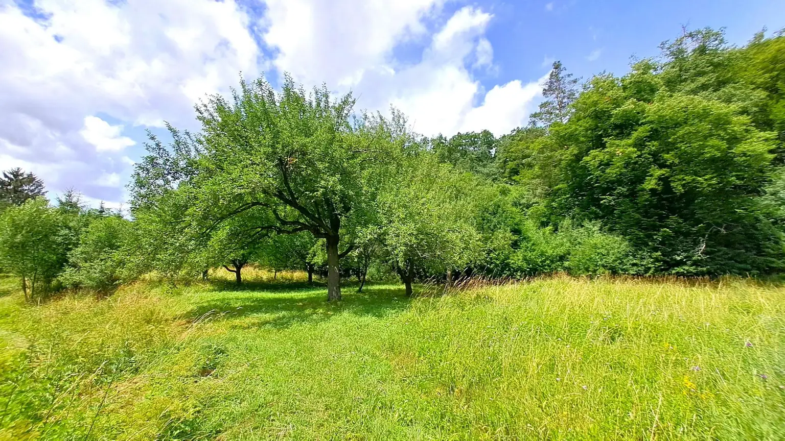 Wiesengrundstück mit Obstbäumen