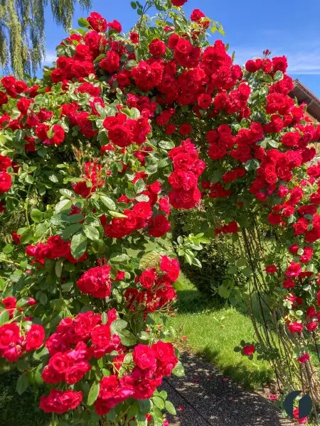 Rosen am Eingangsbereich