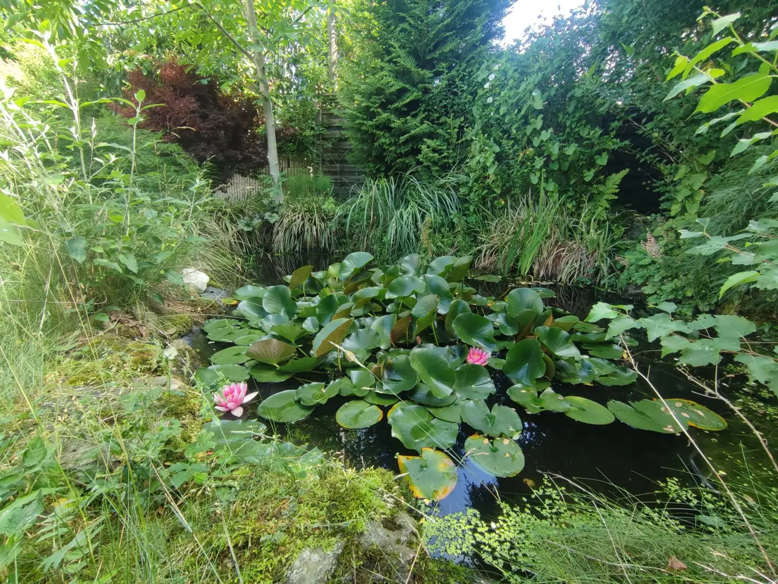 Teich