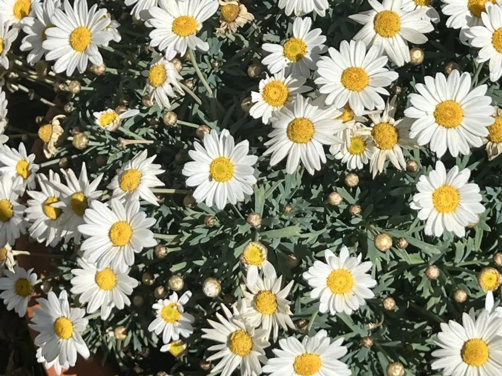 Familienhit mit Charme zum Toppreis (!) - gut geschnittene Doppelhaushälfte mit Garten & Pool in Gaaden