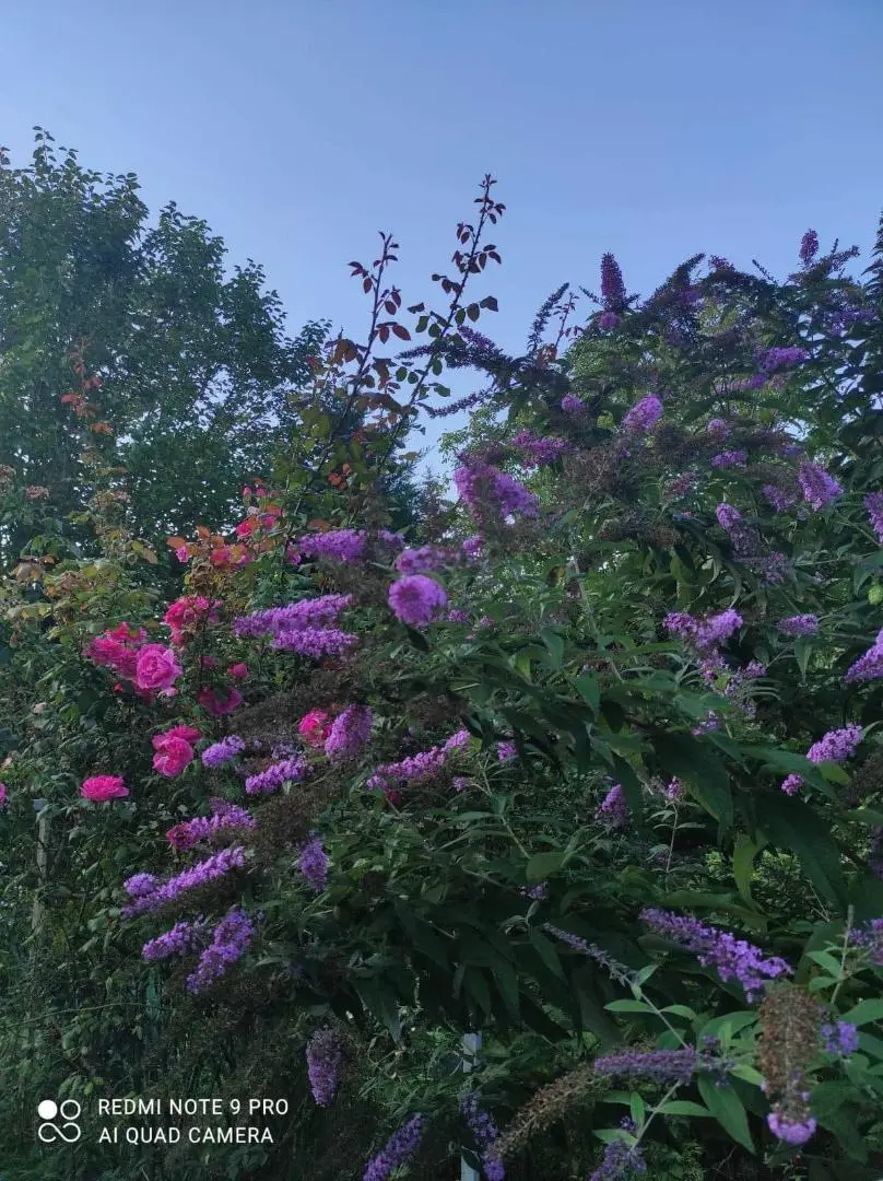 alaprajz ház_Zsámbék