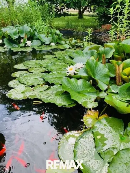 Teich mit Goldfischen
