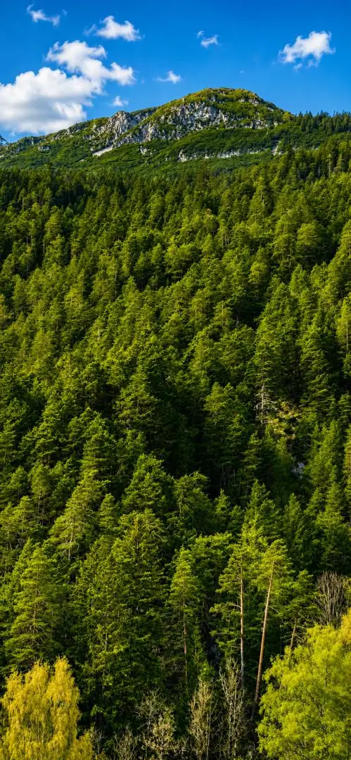 Wald