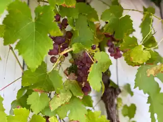 Weintrauben