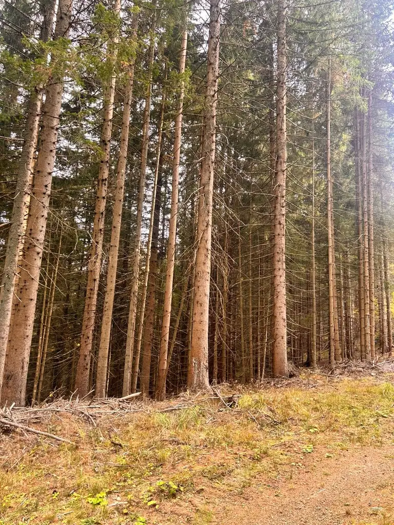 Traumhaftes Waldgrundstück in Kleinlobming – 35.970 m² mit sehr guter Zufahrt!