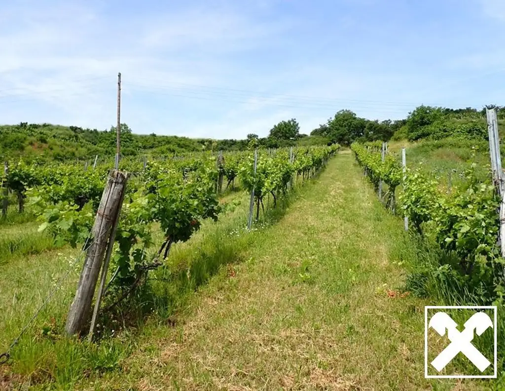 SELTENE GELEGENHEIT: WEINGÄRTEN IN ENGELMANNSBRUNN, FELS AM WAGRAM, RUPPERSTHAL UND THÜRNTHAL - WEINGARTEN, LANDWIRTSCHAFTLICHE FLÄCHE