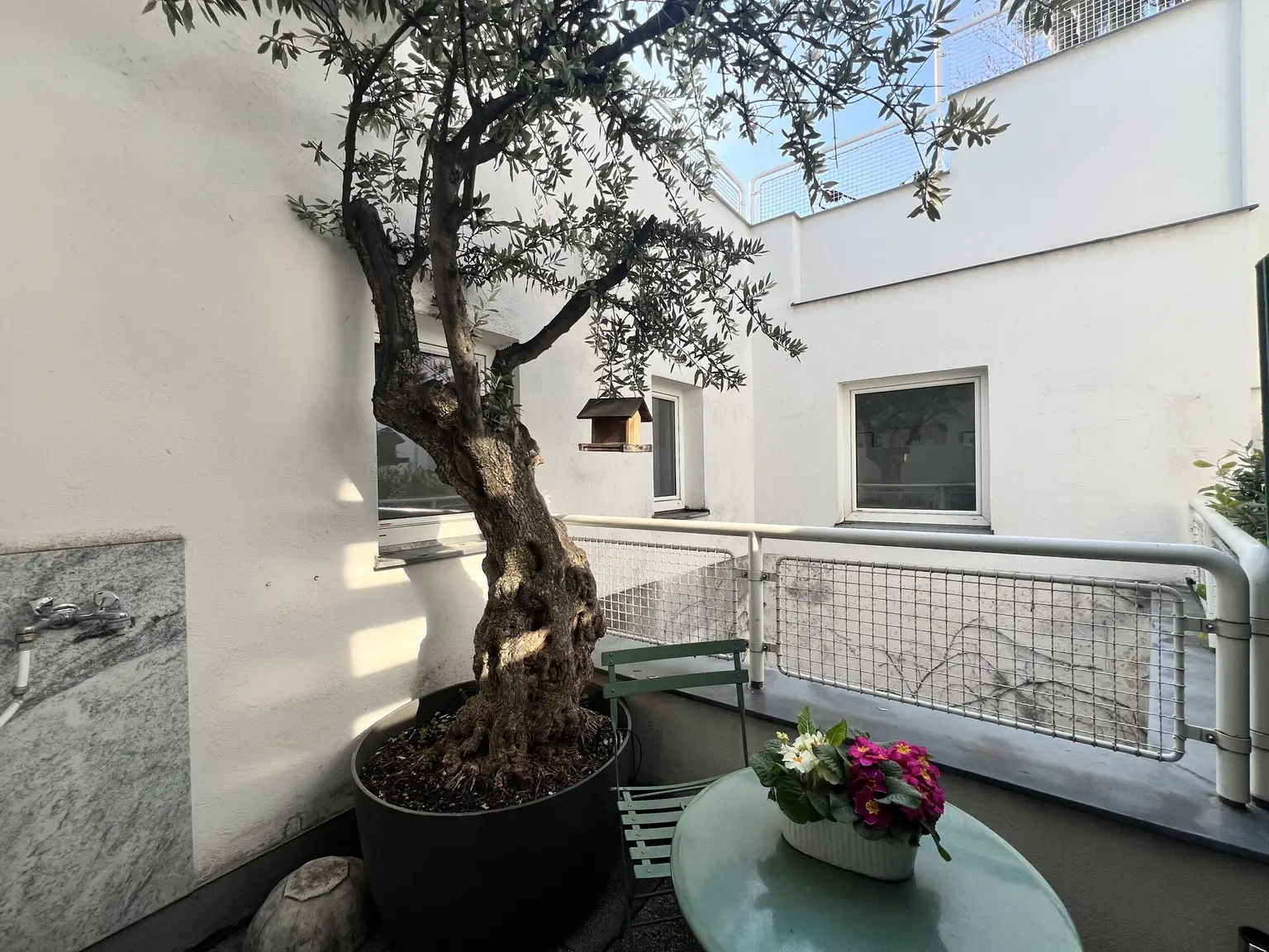 Balkon mit Olivenbaum