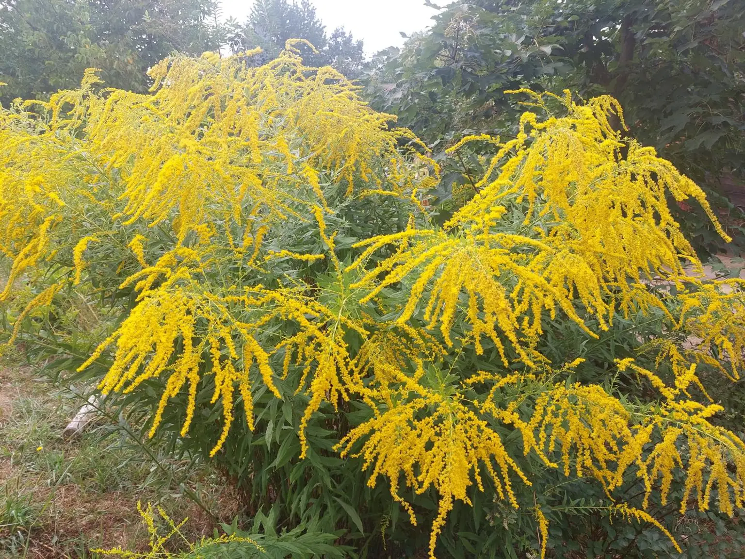 spätsommerliche Blickfänge
