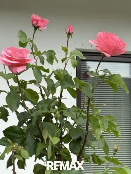 15 Rosen