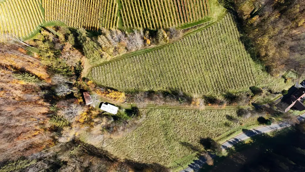 Weingarten mit Landwirtschaft und Altbestand in Kranach, Gemeinde Gamlitz