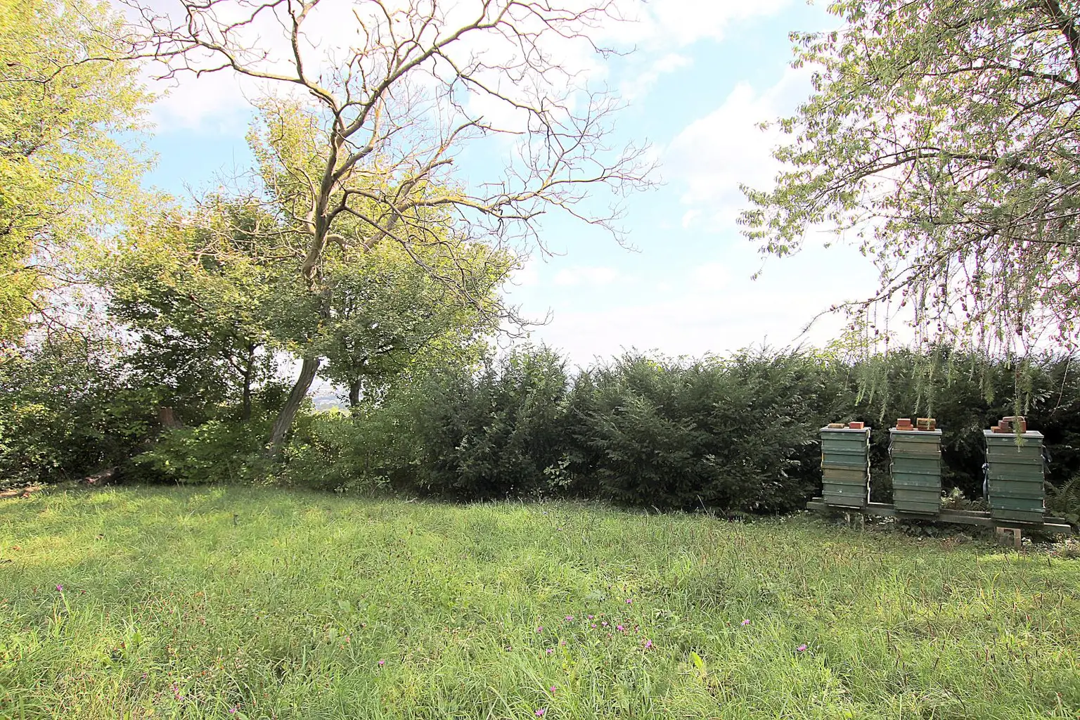 Eigengrund: Grünland mit Gartenhaus - Großes Grundstück in Mauer am Kadoltsberg - direkt am Lainzer Tiergarten