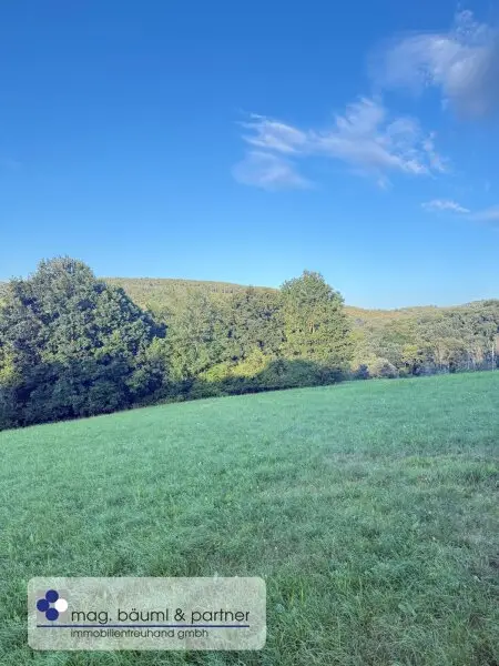 Verwilderter, mit alten  Sorten bestückter Obstgarten  im Moment als Wald gewidmet mit RODUNGSBESCHEID