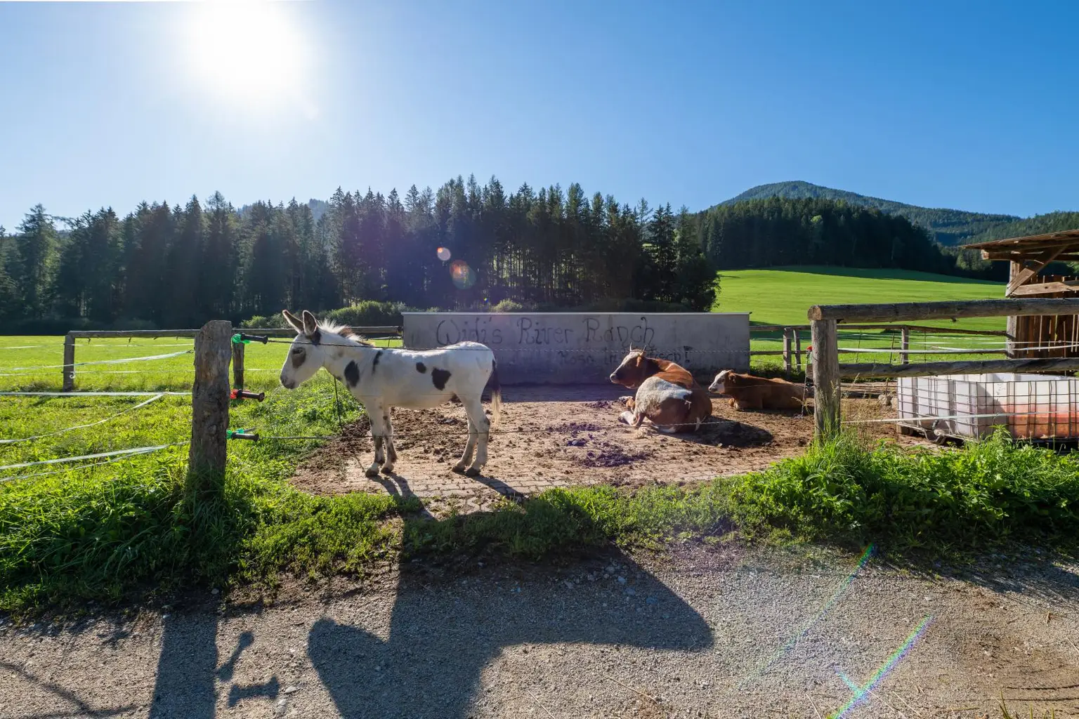 Rinder mit Esel