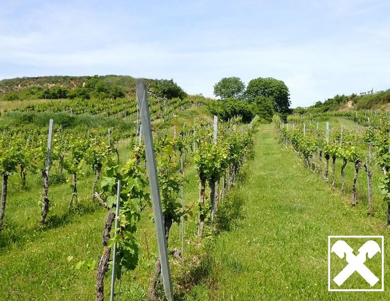 SELTENE GELEGENHEIT: WEINGÄRTEN IN ENGELMANNSBRUNN, FELS AM WAGRAM, RUPPERSTHAL UND THÜRNTHAL - WEINGARTEN, LANDWIRTSCHAFTLICHE FLÄCHE