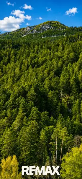 Wald