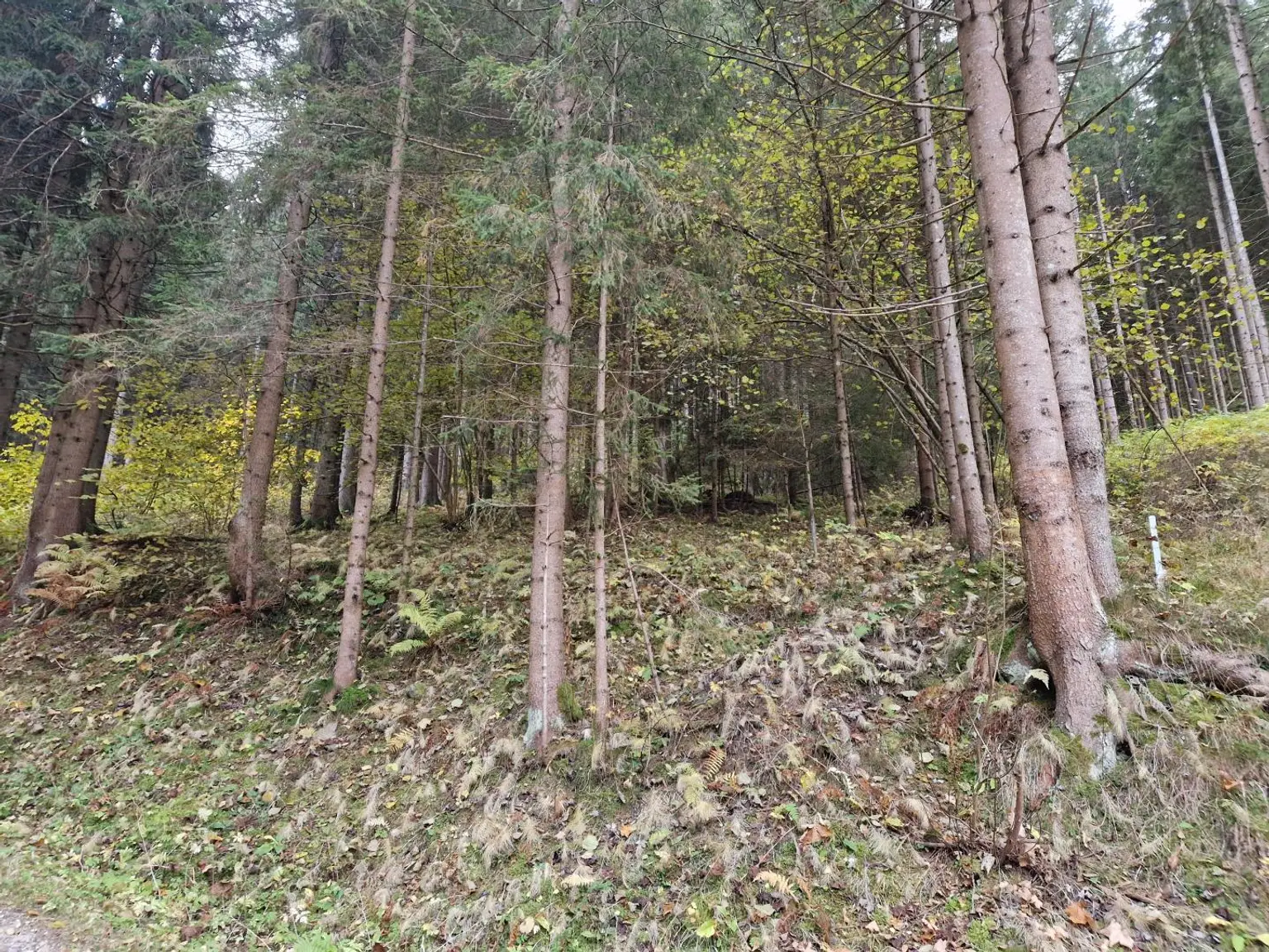 Zusammenhängende, ca. 2,35 ha große Waldfläche in Weitenbach bei Reichenfels im Lavanttal