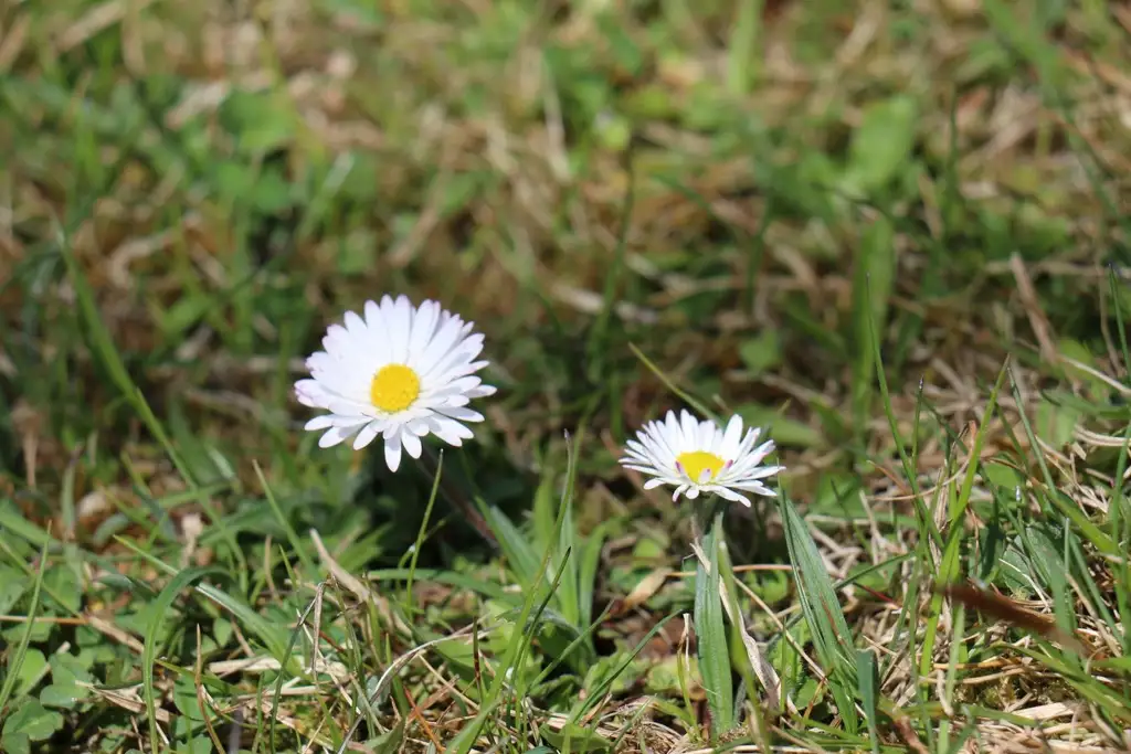 Idyllisches Baugrundstück in Obermillstatt – Wohnen, wo andere Urlaub machen