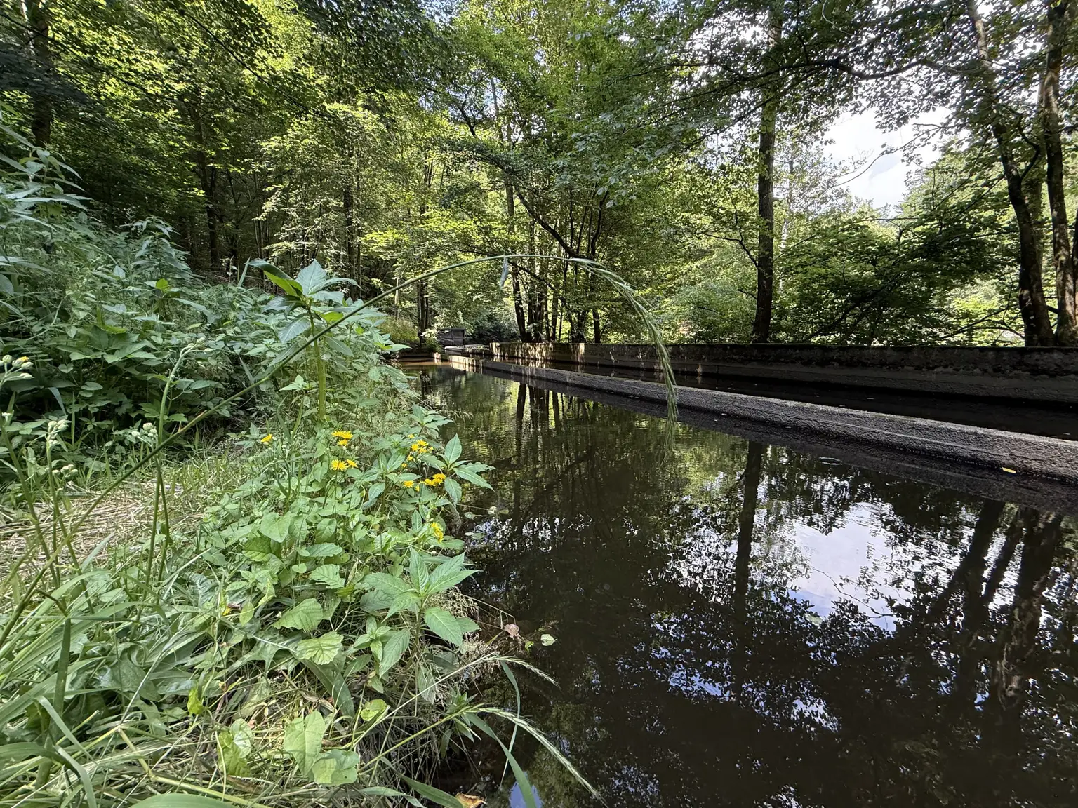 Fischbecken am Norden der Liegenschaft