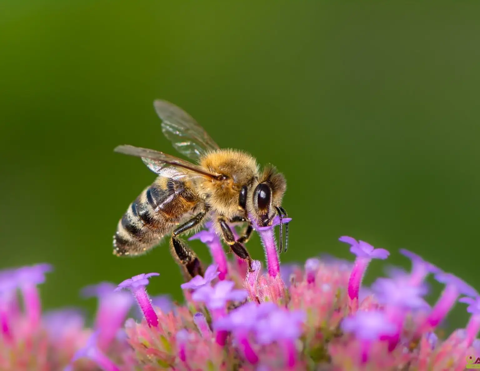 Kleingarten zur Pacht. - Neue Gartenanlage in Planung: Jetzt vormerken lassen!