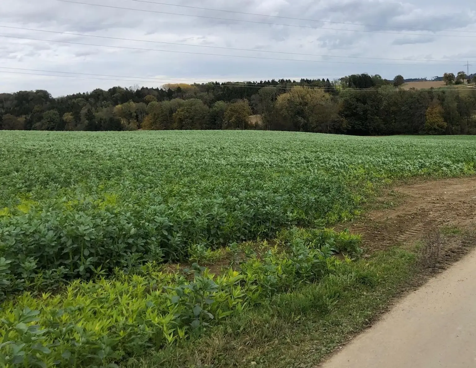 Baugrundstück 651m² in Wallsee - für Ihr neues Zuhause