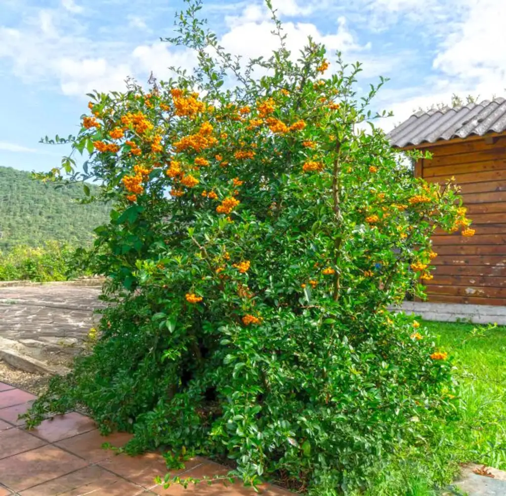 Idyllisches Landhaus in Wohnsiedlung am Waldesrand mitten im Triestingtal, südliches Bergland vor Wien