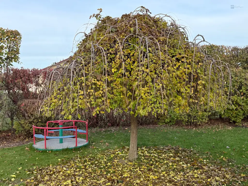 GARTENPARADIES   -  9.000 M² - 
LANDHAUS IN PARKLANDSCHAFT  
NUR 30 MINUTEN VON WIEN