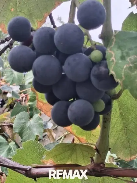 15 Trauben im Garten 7053 Hornstein