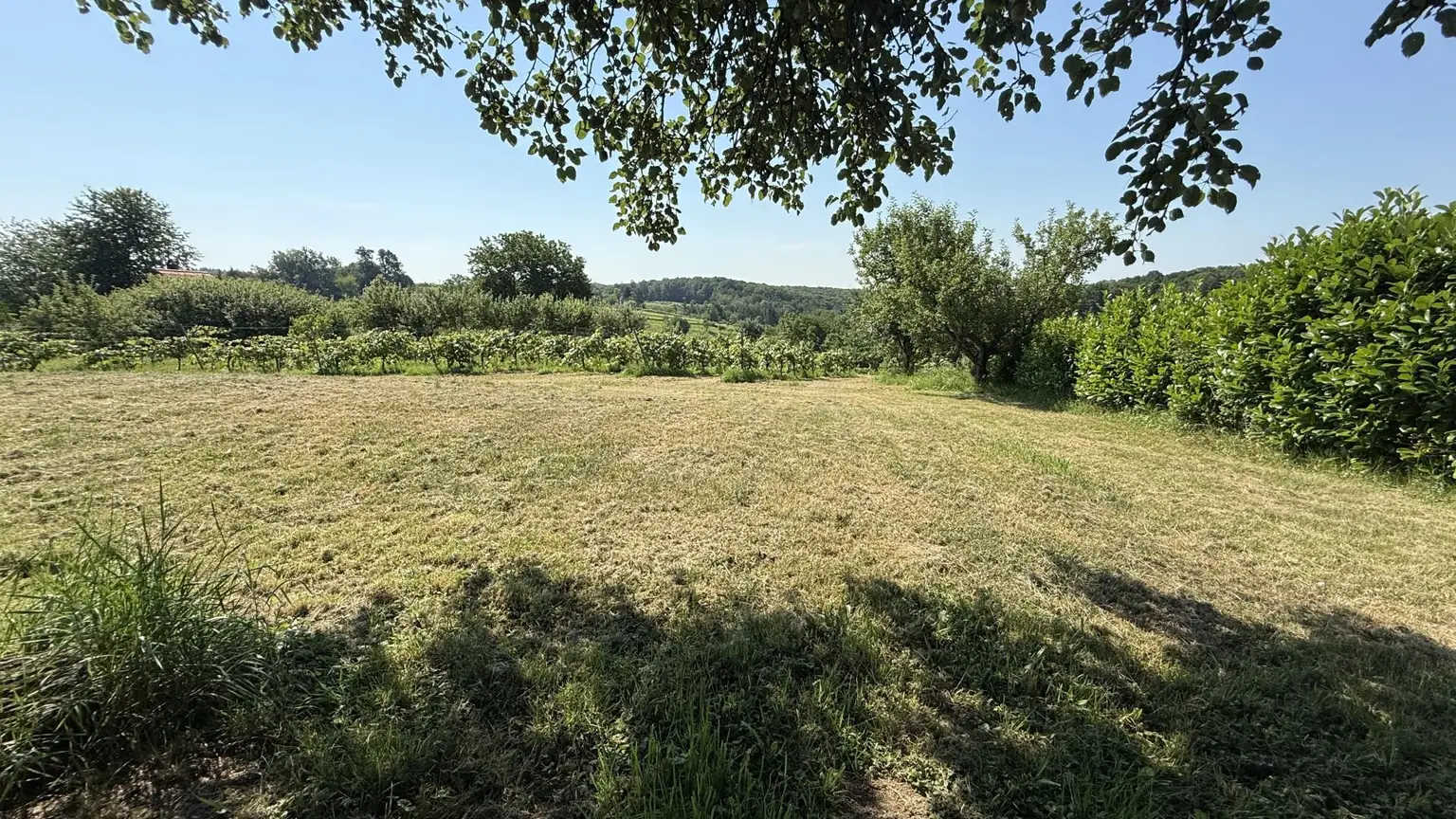 Blick in den Weingarten