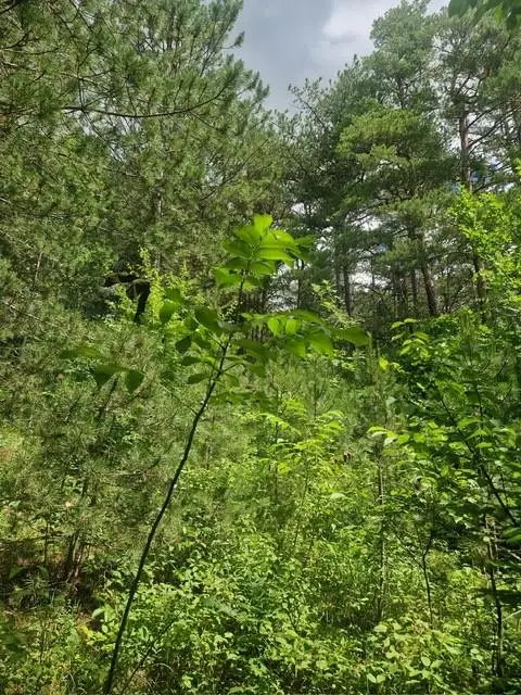 Ihre Liegenschaft mit soviel Wald! Errichten Sie hier Ihr Traumhaus!
