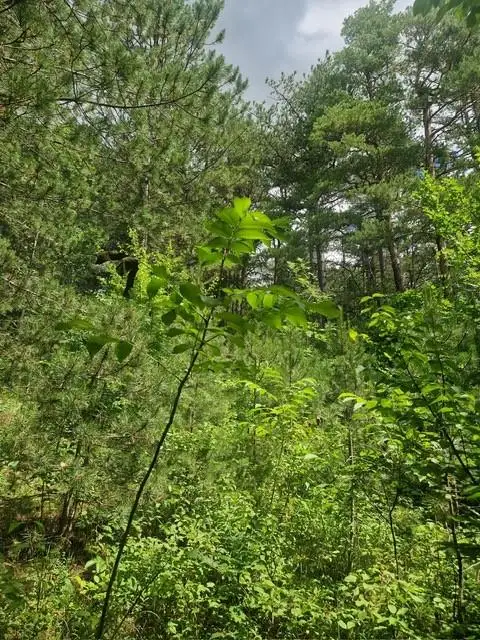 Ihre Liegenschaft mit soviel Wald! Errichten Sie hier Ihr Traumhaus!