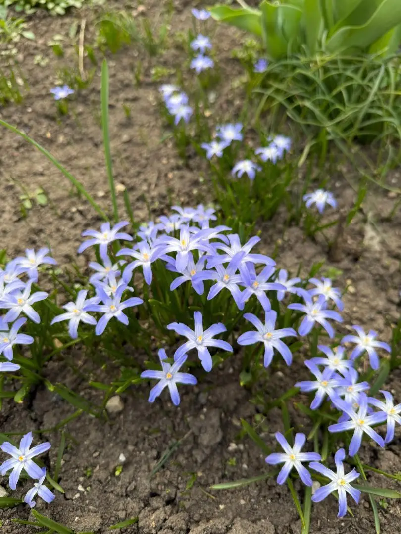 Frühlingsboten